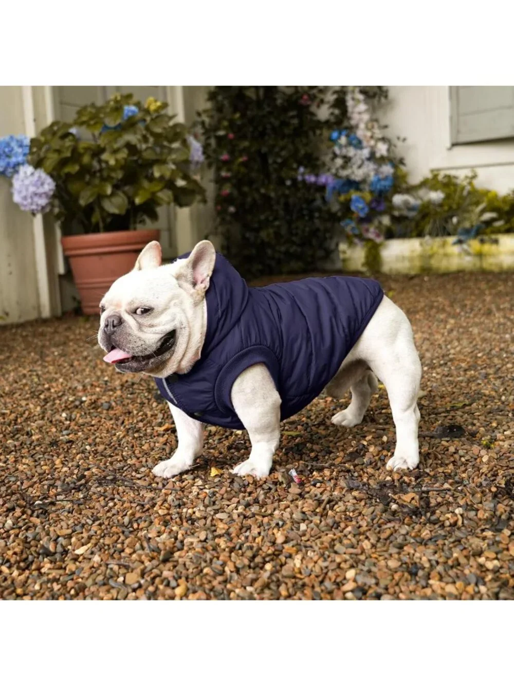 Cozy Winter Dog Jacket with Hoodie for Medium Dogs - Warm & Stylish Pet Coat